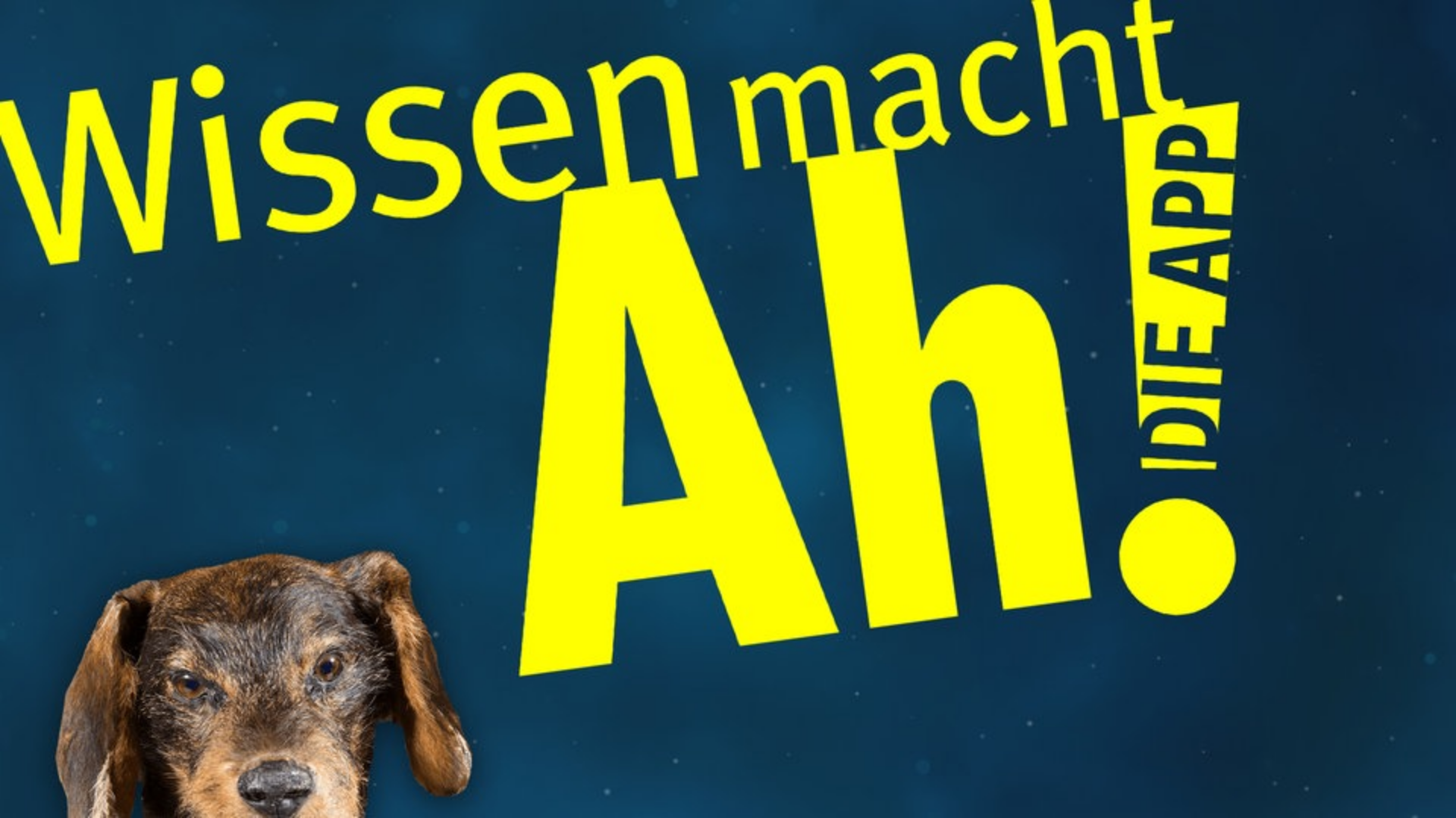 Copyright - WDR